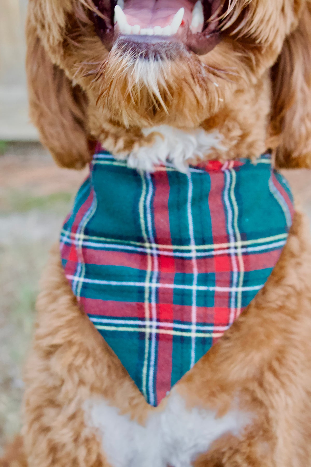 www.bontempstails.com/home – BonTemps&Tails